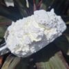 ARROW ROOTS POWDER - Image 2