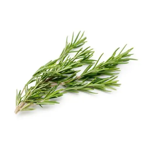 ROSEMARY LEAVES
