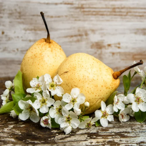 PEARS FRAGRANCE